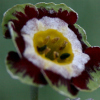 Auricula Rolts - Abriachan Nurseries